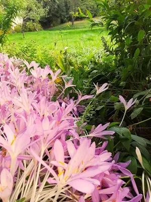 Ein Garten an der Unterkunft Die Malche Gäste und Tagungshaus 26
