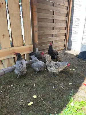 Tiere im Ferienhaus oder in der Nähe
