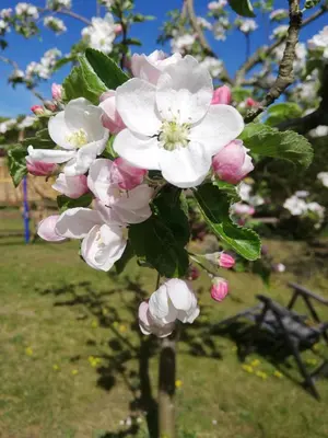 Ein Garten an der Unterkunft Oderbruchhütte
