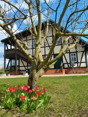 Ein Garten an der Unterkunft Oderbruchhütte