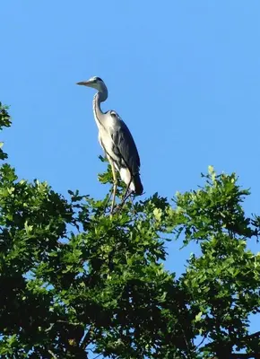Tiere in der Villa oder in der Nähe
