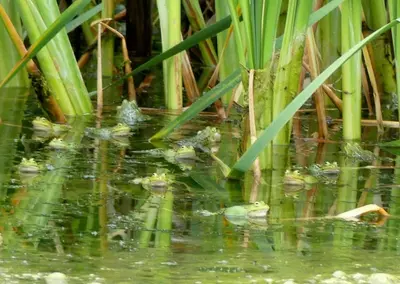 Naturlandschaft in der Nähe der Villa