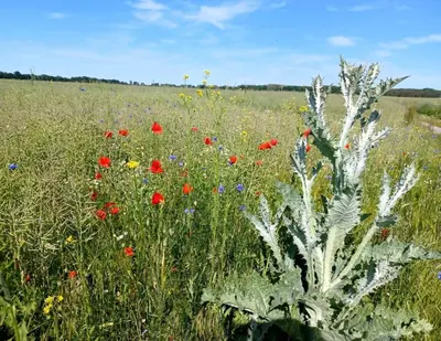 Naturlandschaft in der Nähe der Villa