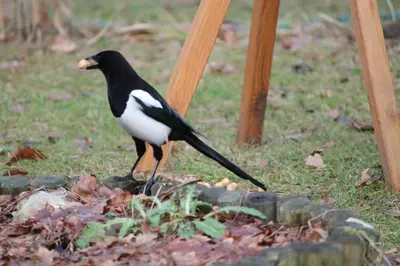 Tiere in der Pension oder in der Nähe