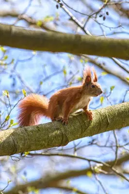 Tiere in der Ferienwohnung oder in der Nähe