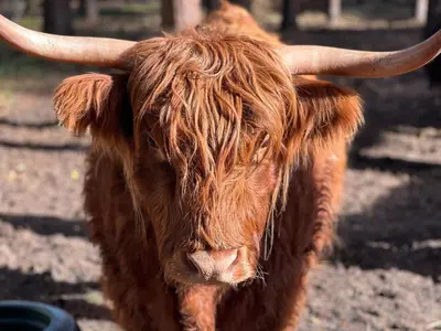 Tiere in der Ferienwohnung oder in der Nähe