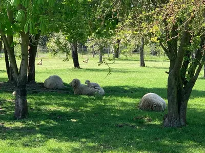 Ein Garten an der Unterkunft Landhaus Brigitte