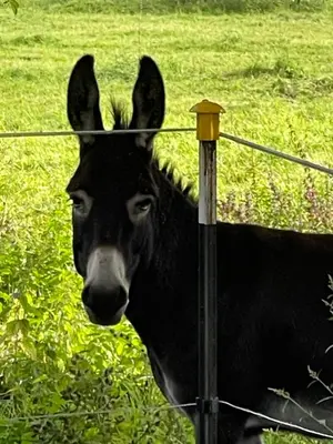 Tiere im Ferienhaus oder in der Nähe