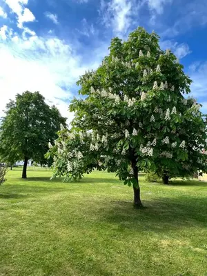 Ein Garten an der Unterkunft Landgut Ziegler