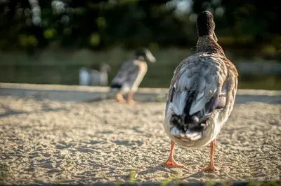 Tiere in der Ferienwohnung oder in der Nähe