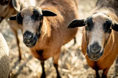 Tiere in der Ferienwohnung oder in der Nähe