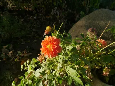 Ein Garten an der Unterkunft Ferienwohnung im Neubauernweg 3
