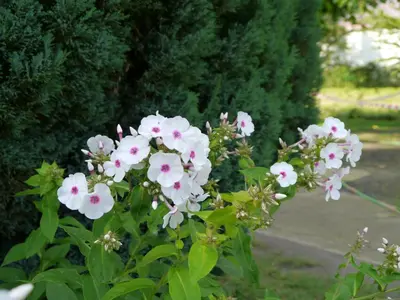 Ein Garten an der Unterkunft Ferienwohnung im Neubauernweg 3