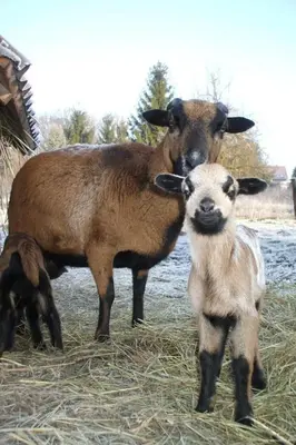 Tiere im Ferienhaus oder in der Nähe