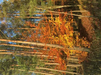 Naturlandschaft in der Nähe der Ferienwohnung