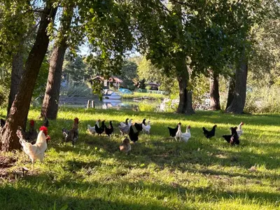 Tiere in der Ferienwohnung oder in der Nähe