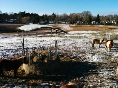 Tiere in der Ferienwohnung oder in der Nähe