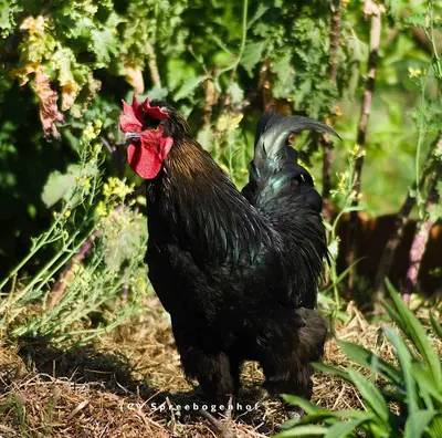 Tiere in der Ferienwohnung oder in der Nähe