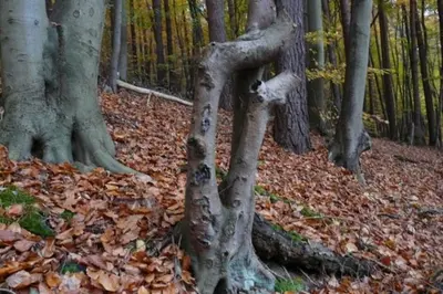 Naturlandschaft in der Nähe des Ferienhauses