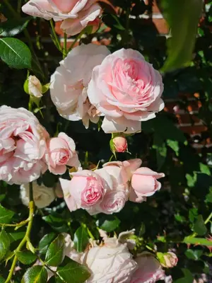 Ein Garten an der Unterkunft Ferienwohnung am Rosenbusch