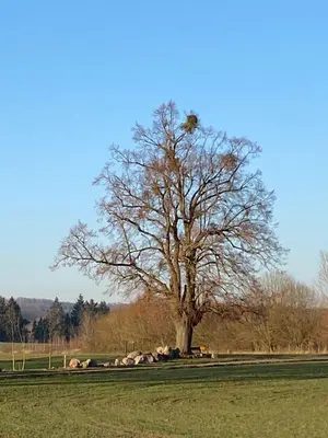 Naturlandschaft in der Nähe der Ferienwohnung