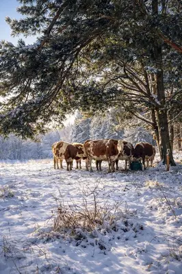 Tiere im Ferienhaus oder in der Nähe