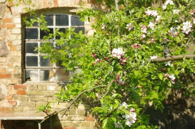 Ein Garten an der Unterkunft Gutshaus Buberow - Haupthaus & Loft für Seminare & Gruppen