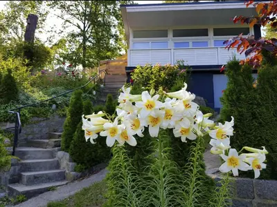 Ein Garten an der Unterkunft Holiday Home in Süd-Waldhanglage mit Seeblick by Interhome