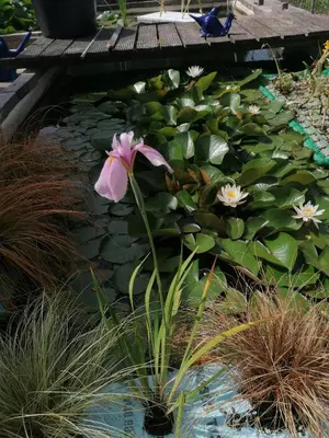 Ein Garten an der Unterkunft Kleines Haus im Oderbruch