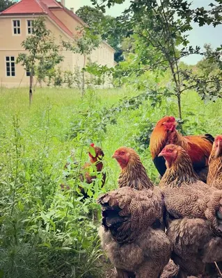 Tiere in der Villa oder in der Nähe