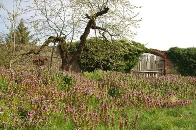 Ein Garten an der Unterkunft Gutshaus Buberow - Haupthaus - für Seminare & Gruppen