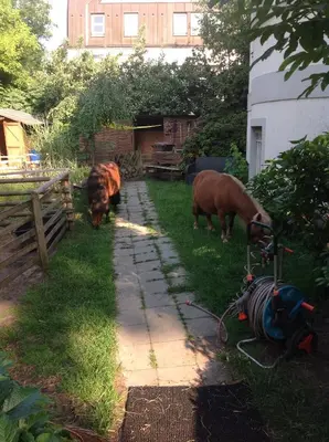 Tiere in der Ferienwohnung oder in der Nähe