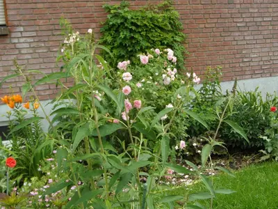 Ein Garten an der Unterkunft Ferienwohnung Borchert