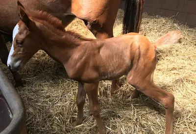 Tiere im Hotel oder in der Nähe