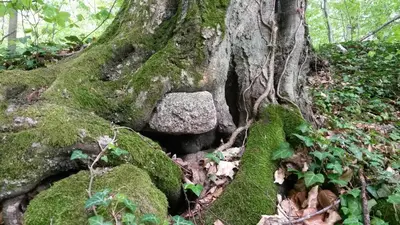Naturlandschaft in der Nähe der Ferienwohnung