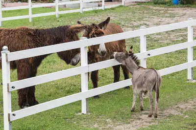 Tiere im Hotel oder in der Nähe