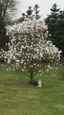 Ein Garten an der Unterkunft Ferienwohnung Kaiser Lübben