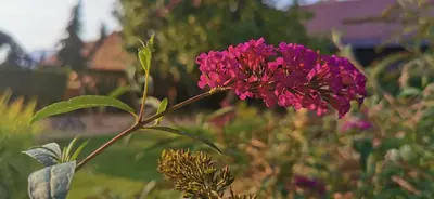 Ein Garten an der Unterkunft Ferienwohnungen Dirk Laurisch