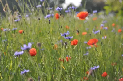 Ein Garten an der Unterkunft Kulturfreizeiten Ferienwohnungen