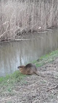 Tiere in der Ferienwohnung oder in der Nähe