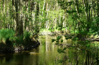 Naturlandschaft in der Nähe des Ferienhauses