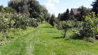 Ein Garten an der Unterkunft Gästezimmer Sommer Locktow