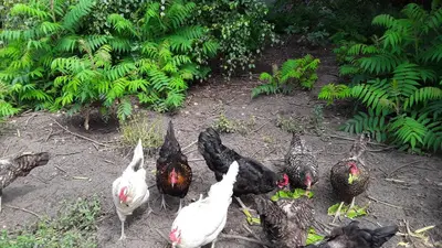 Tiere in der Pension oder in der Nähe
