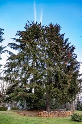 Ein Garten an der Unterkunft Ferienwohnung Perlitz