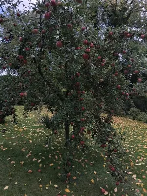 Ein Garten an der Unterkunft Ferienwohnung Perlitz