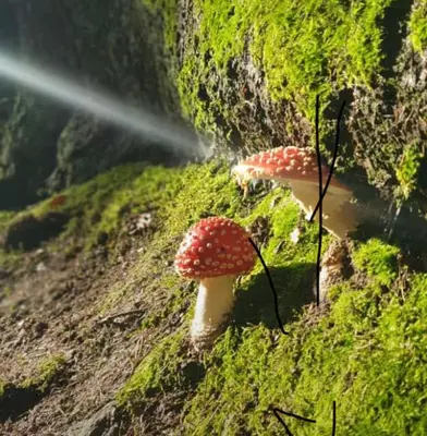 Ein Garten an der Unterkunft Ferienwohnung Kluge