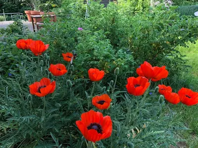Ein Garten an der Unterkunft Haus Alwine