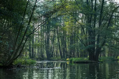 Naturlandschaft in der Nähe der Ferienwohnung