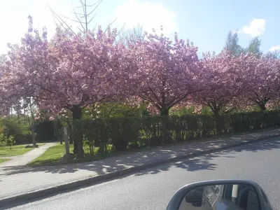 Ein Garten an der Unterkunft Familie Drescher