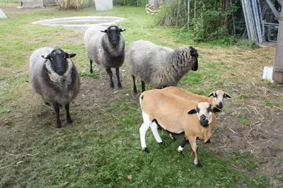 Tiere in der Ferienwohnung oder in der Nähe
